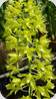 Grammatophyllum speciosum flava